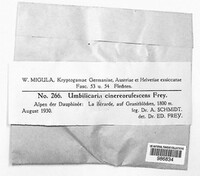 Umbilicaria cinereorufescens image